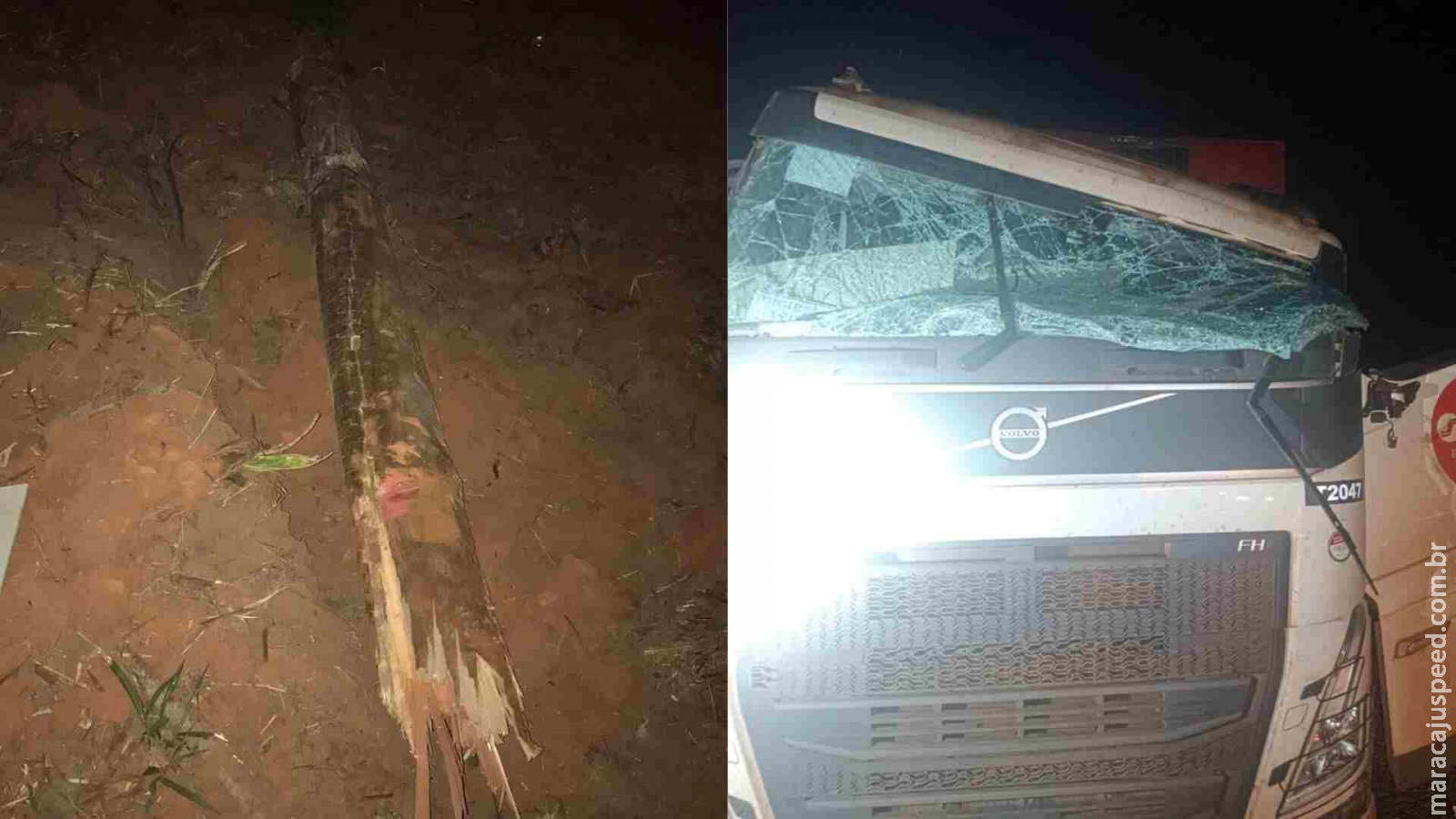 Motorista morre após ter carreta atingida por tronco de eucalipto na BR-262 Motorista morre após ter carreta atingida por tronco de eucalipto na BR-262