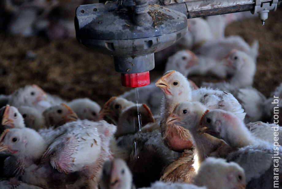 MS declara Estado de Emergência em combate à gripe aviária MS declara Estado de Emergência em combate à gripe aviária