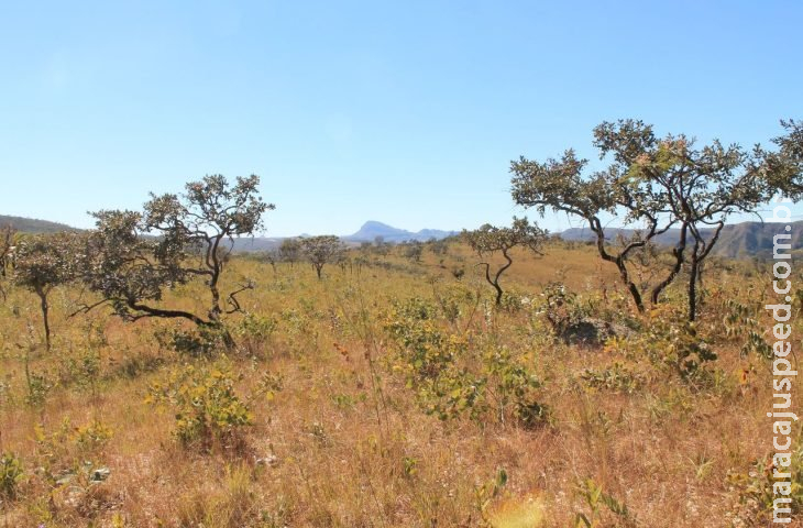 MS quer participar ativamente da elaboração do Plano de Prevenção ao Desmatamento do Cerrado