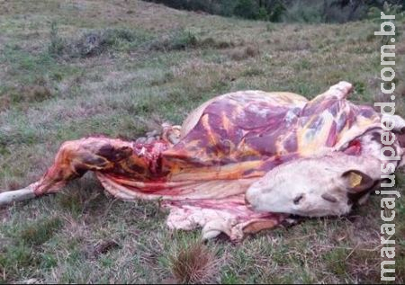 No Quebra Coco, Ladrões abatem gado em fazenda e levam apenas a carne No Quebra Coco, Ladrões abatem gado em fazenda e levam apenas a carne