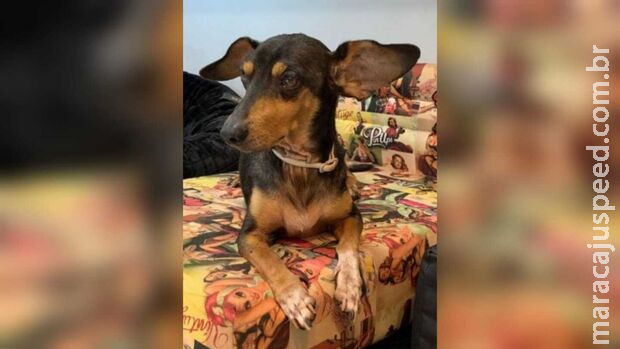 Rex foge de pet hotel e família para recompensa para quem devolver cãozinho em Campo Grande