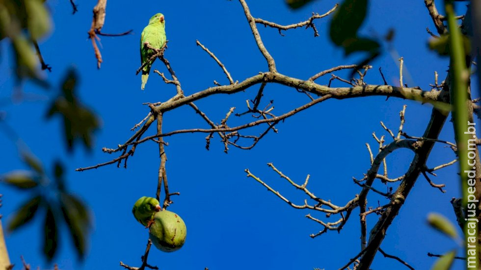 Sem previsão de chuva, tempo continua seco em Mato Grosso do Sul