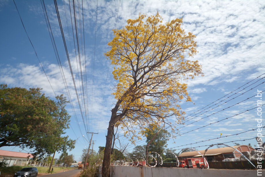 Símbolo de MS, ipê-amarelo é o segundo a florir na temporada das cores