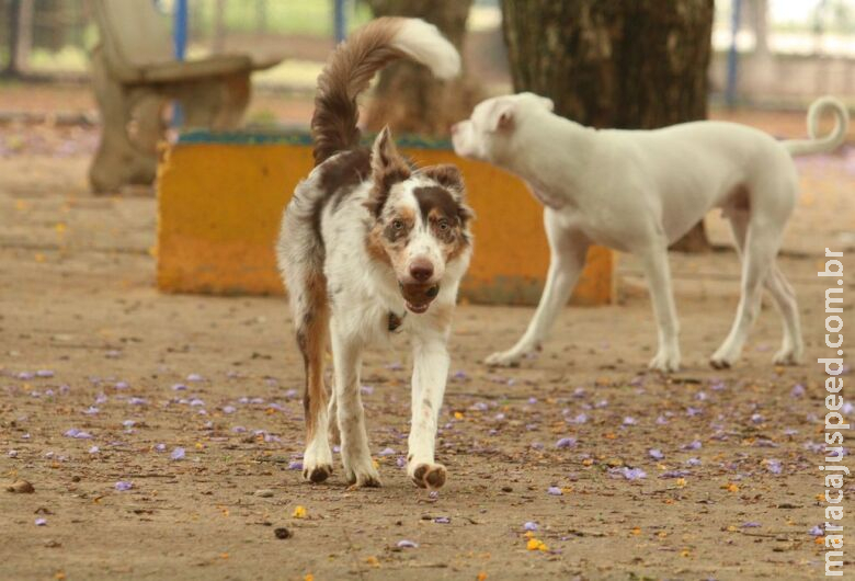 Abrigos de proteção animal poderão ter tarifa social na conta de luz