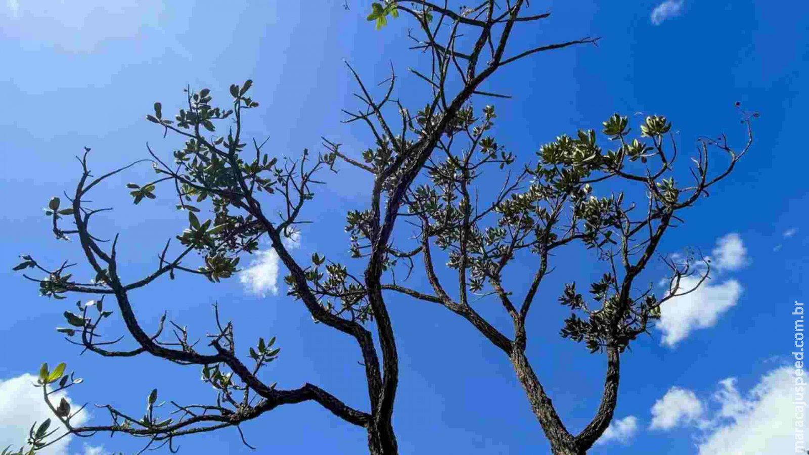 Alertas de desmatamento batem recorde no Cerrado e caem na Amazônia