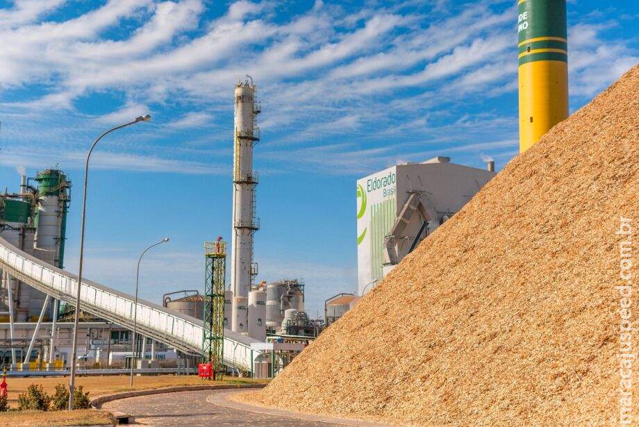 Apesar da queda no preço da Celulose, Eldorado lucra R$ 11 milhões por dia Apesar da queda no preço da Celulose, Eldorado lucra R$ 11 milhões por dia