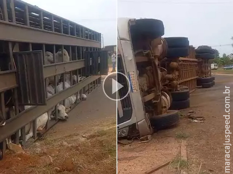 Carreta tomba na BR-262 e bois ficam presos nas ferragens Carreta tomba na BR-262 e bois ficam presos nas ferragens