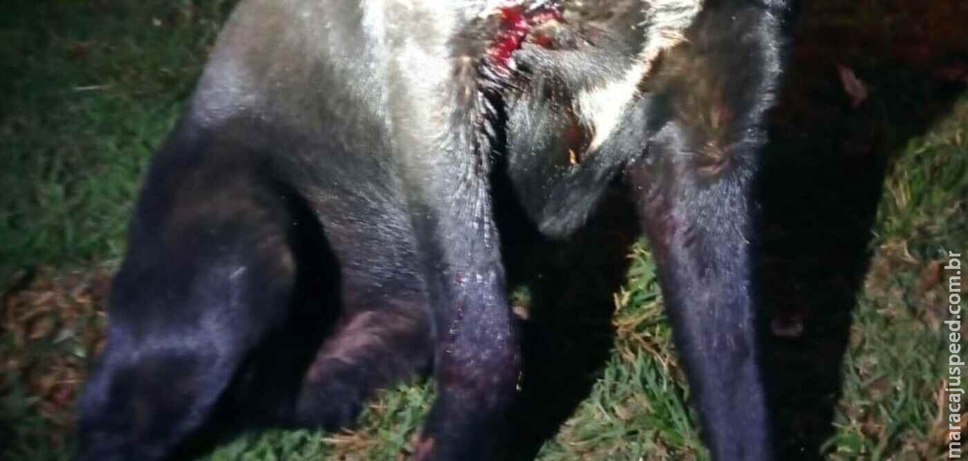 Homem é preso em flagrante por maus-tratos contra cachorro em Itaporã Homem é preso em flagrante por maus-tratos contra cachorro em Itaporã