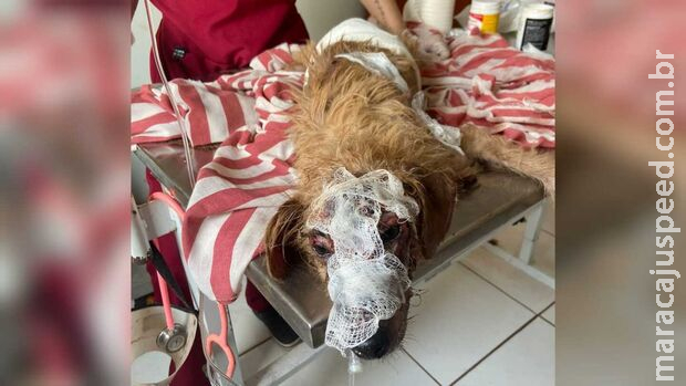 Mais um doguinho é resgatado sem pele e todo machucado em Ribas do Rio Pardo