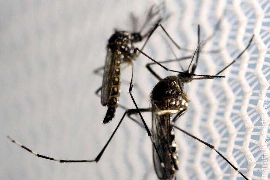 Notificações de zika vírus aumentam no país em relação a 2022 Notificações de zika vírus aumentam no país em relação a 2022