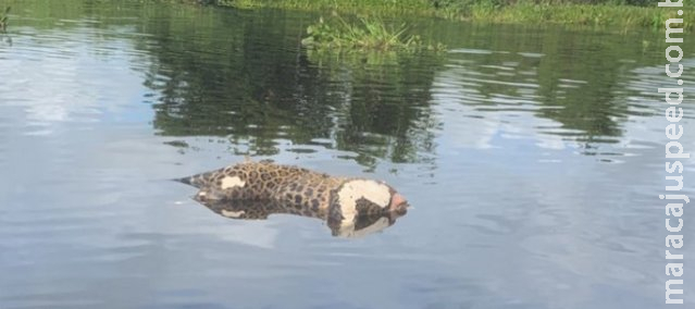 Operação contra caça ilegal de onça-pintada teve prisão e armas apreendidas 