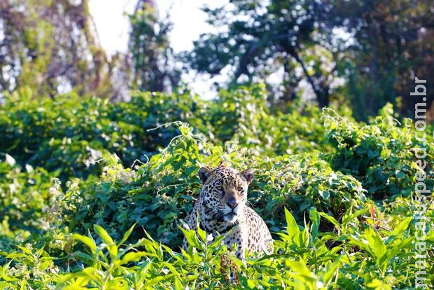 Projeto com certificação de crédito de carbono no Pantanal é realizado na Serra do Amolar