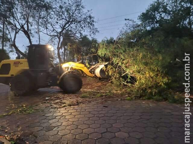 Vendaval derrubou 14 árvores e destelhou casas em Amambai