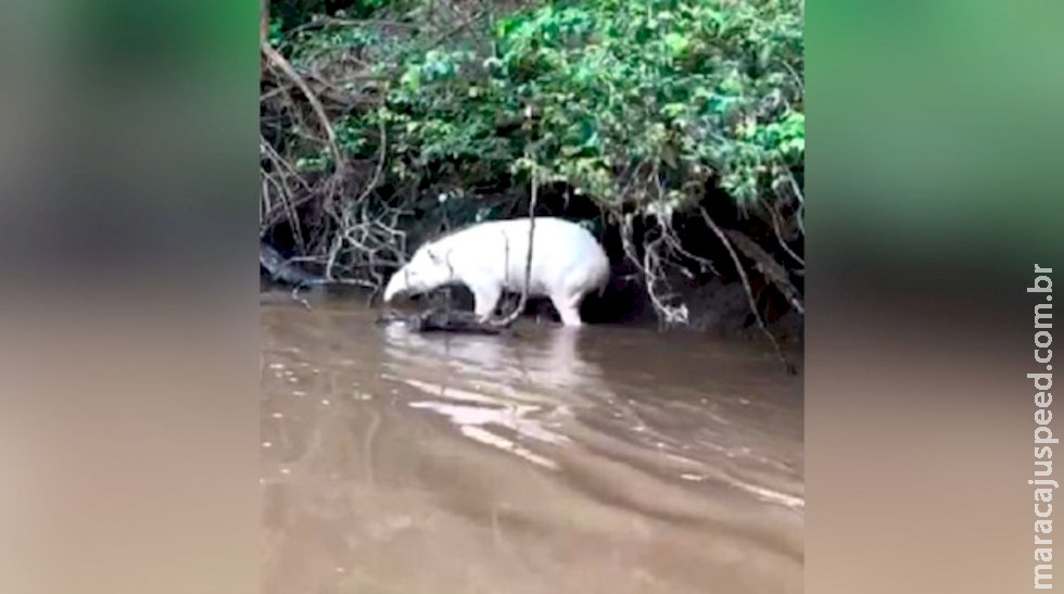Anta albina raríssima é encontrada em rio de Mato Grosso do Sul Anta albina raríssima é encontrada em rio de Mato Grosso do Sul