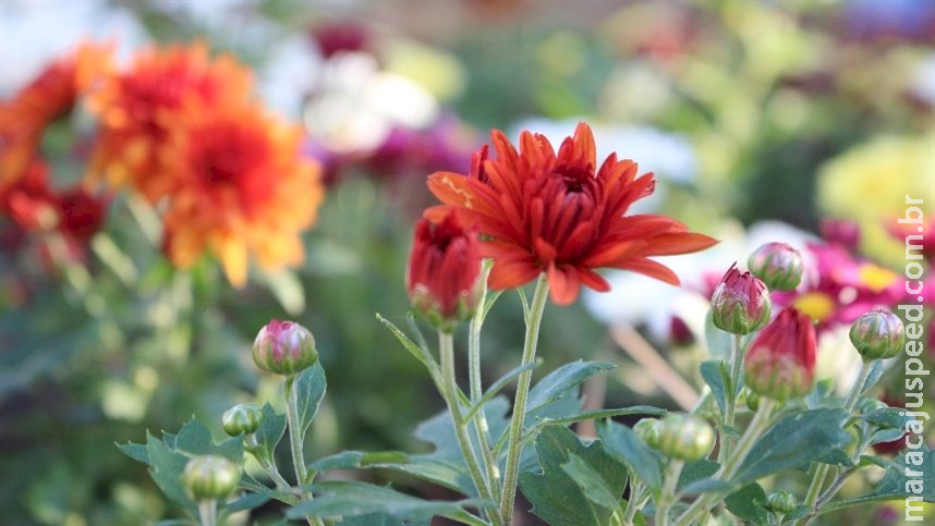 Calor e umidade: tendências da primavera em 2023