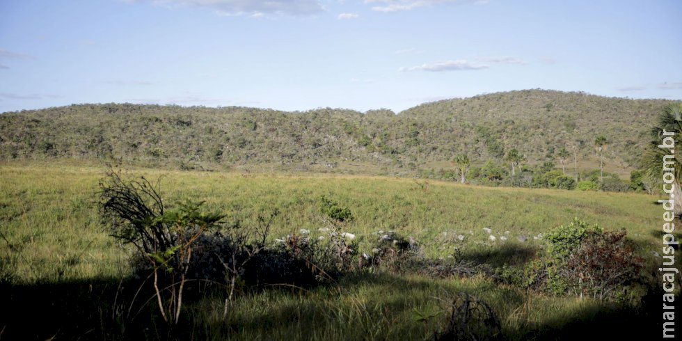 Campeãs em desmatamento, terras privadas têm 62% do Cerrado nativo