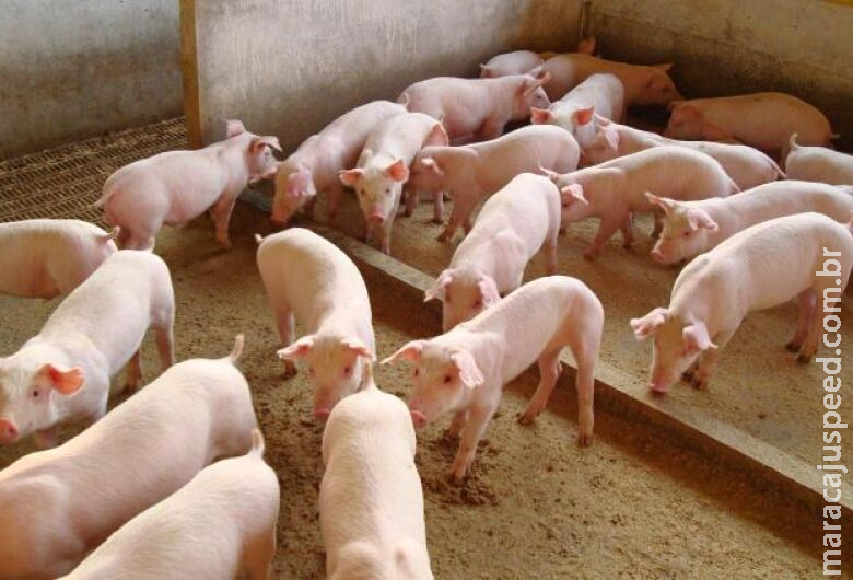Carne suína tem valorização em setembro mas clima retrai demanda