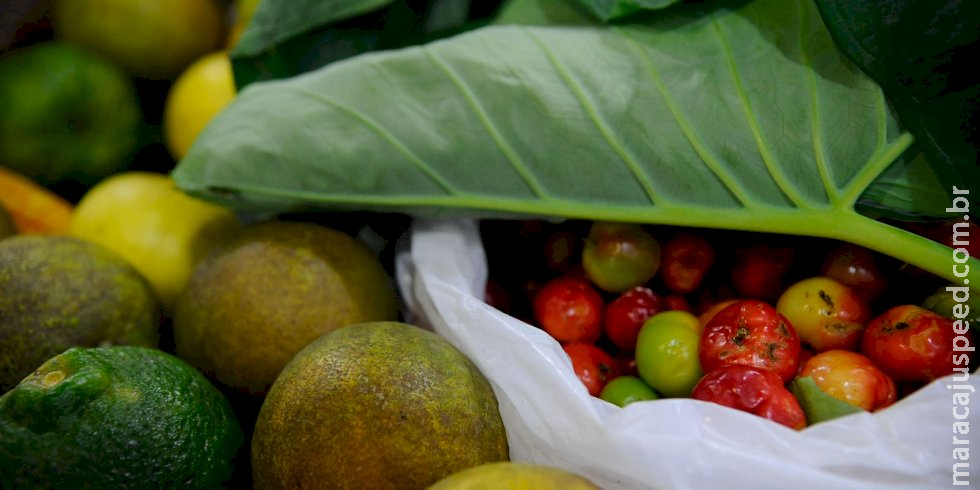 Conferência Nacional de Segurança Alimentar será em dezembro