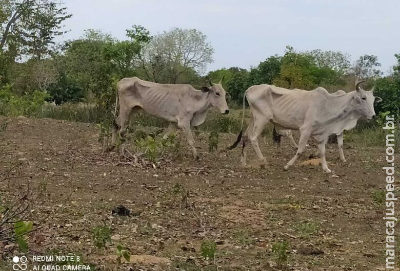 Dono de fazenda é multado em R$ 226 mil por deixar gado morrer de fome e sede