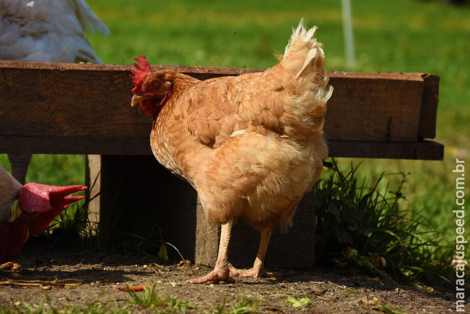 Estado tenta encurtar embargo japonês à carne de frango de MS
