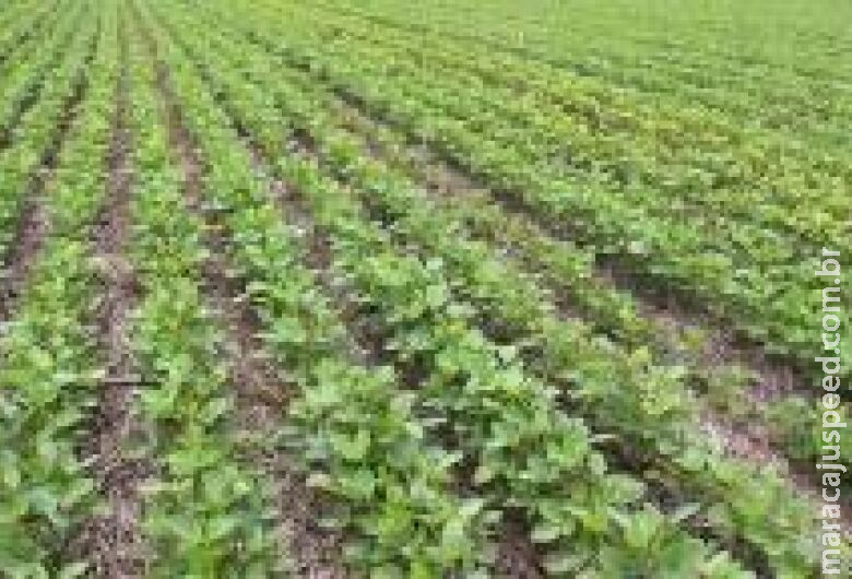 Fim do vazio sanitário permite cultivo de soja em Mato Grosso do Sul Fim do vazio sanitário permite cultivo de soja em Mato Grosso do Sul