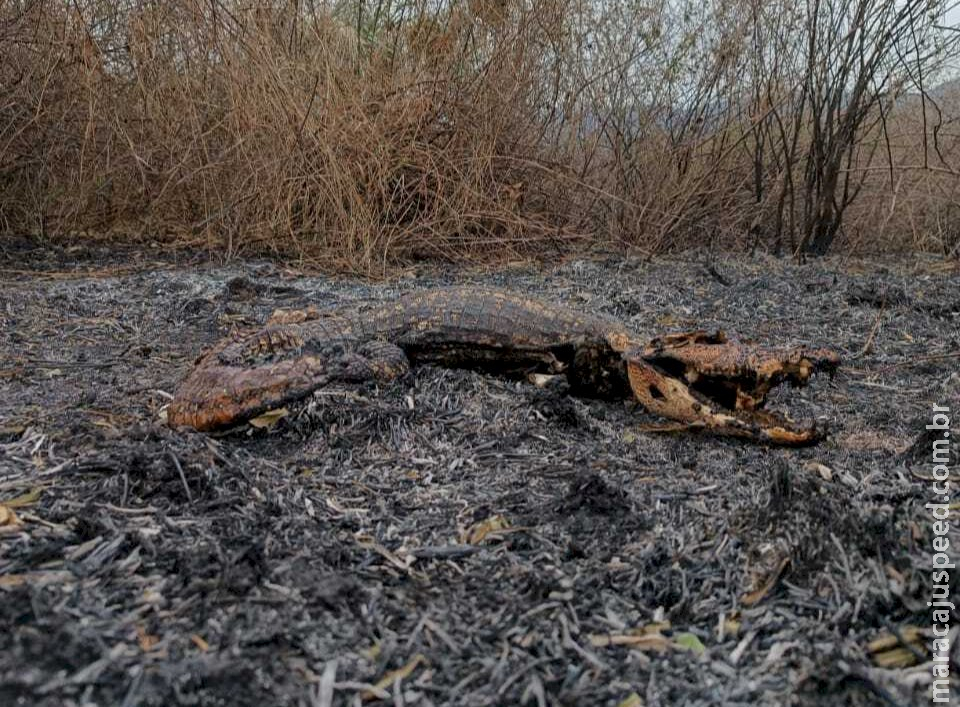 Fogo devastou 800 campos de futebol e já deixa rastro de morte no Pantanal