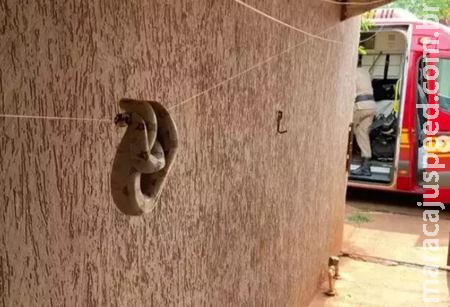 Jiboia é encontrada no varal de residência em Sidrolândia