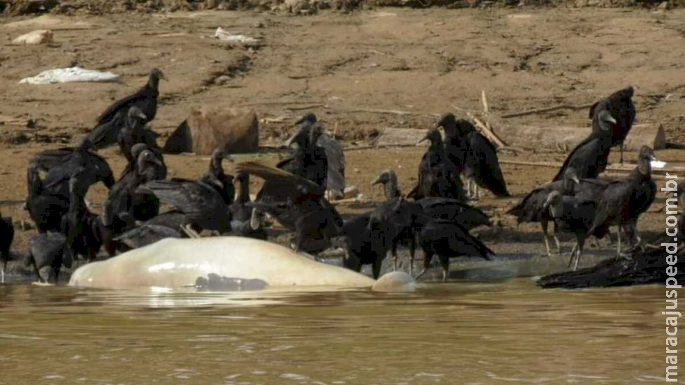 Mais de cem botos morrem em lago superaquecido no Amazonas 