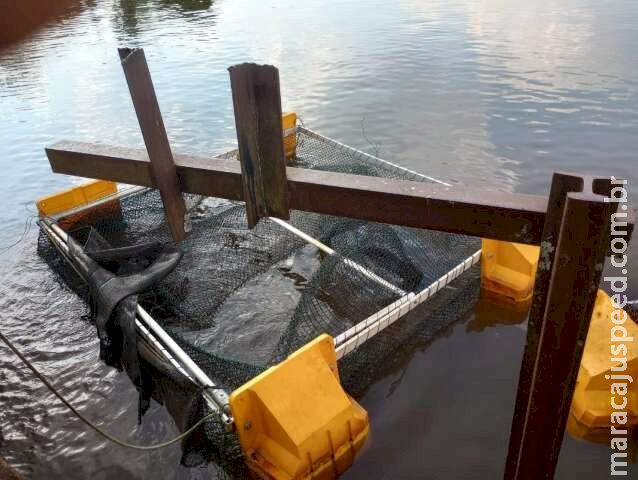 Peixes são furtados e tanques destruídos em projeto de piscicultura