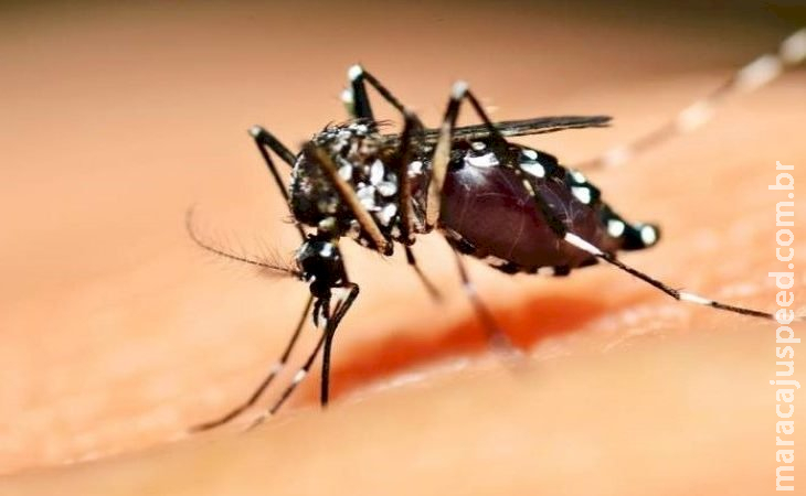 Período de chuvas e altas temperaturas: SES reforça cuidados para evitar criadouros da dengue