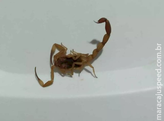 Por dia, 11 pessoas são picadas por animais peçonhentos em MS