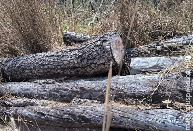 Produtor é autuado em mais de R$ 28 mil por exploração de 81 árvores sem autorização ambiental