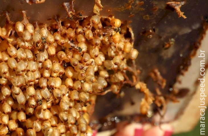 Produtores de mel da agricultura familiar terão bônus de garantia de preços no Estado