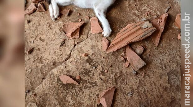 Projeto proíbe contratação de condenados por maus-tratos a animais em órgãos públicos em MS