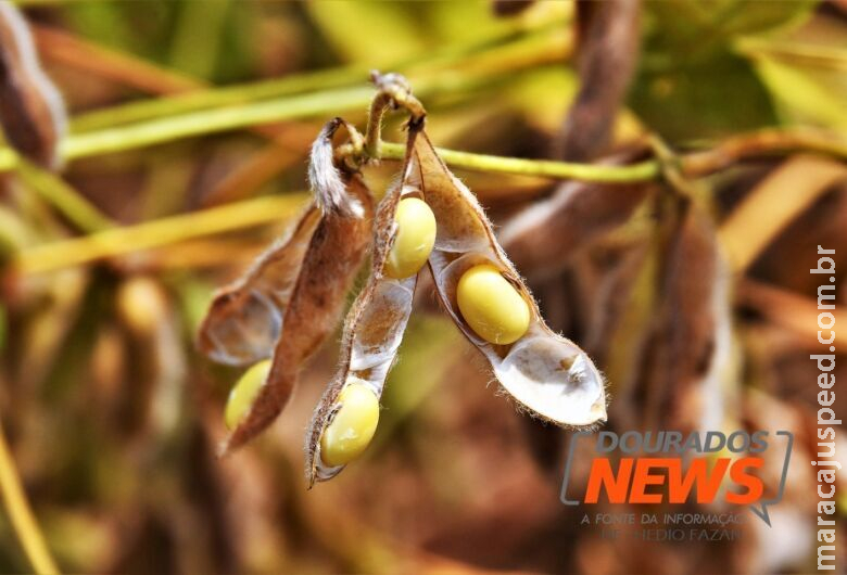 Vazio sanitário da soja em Mato Grosso do Sul termina amanhã Vazio sanitário da soja em Mato Grosso do Sul termina amanhã