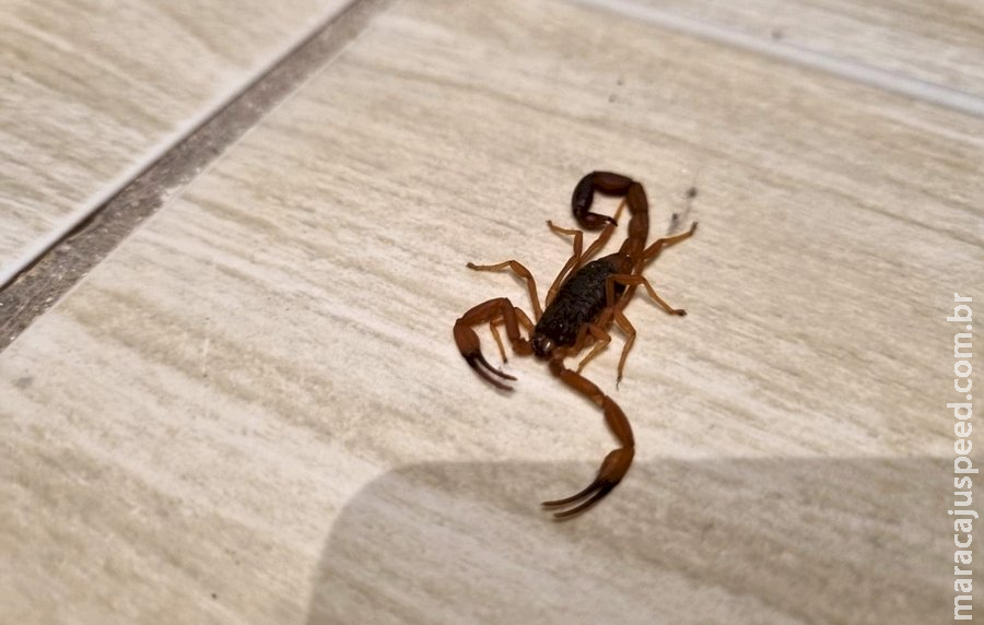 Após morte de criança de três anos, Estado alerta sobre acidentes com escorpiões