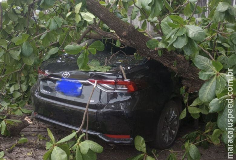Árvore cai sobre veículo estacionado; ninguém ficou ferido Árvore cai sobre veículo estacionado; ninguém ficou ferido