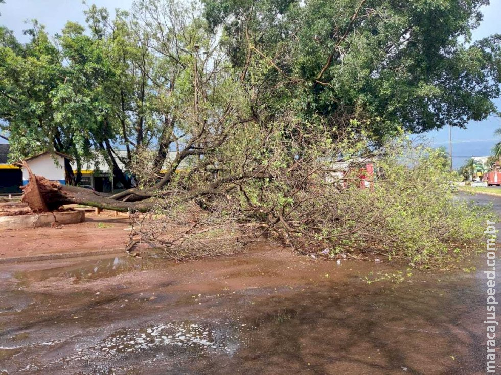 Árvores caem em Campo Grande e telhado atinge portão de residência durante temporal