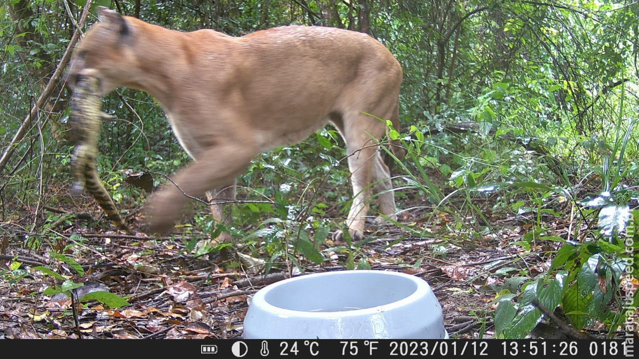Câmeras especiais identificam novas espécies de animais silvestres em reserva de MS
