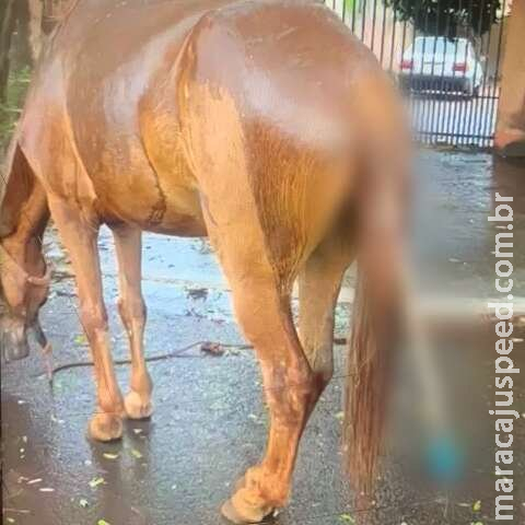 Cavalo morre após ter objeto metálico introduzido no ânus em MS Cavalo morre após ter objeto metálico introduzido no ânus em MS