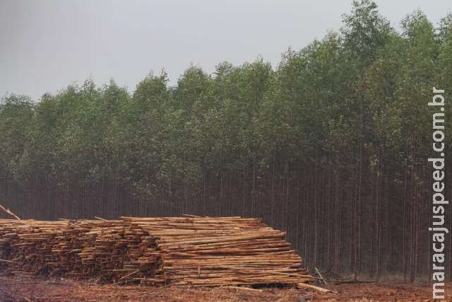 Com 1 milhão de hectares de eucalipto, MS vive entre dólares e “deserto verde”