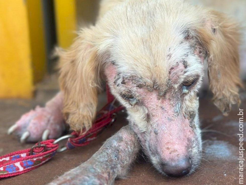 Com quatro cachorros em ambiente insalubre, jovem é presa por maus-tratos a animais em MS Com quatro cachorros em ambiente insalubre, jovem é presa por maus-tratos a animais em MS