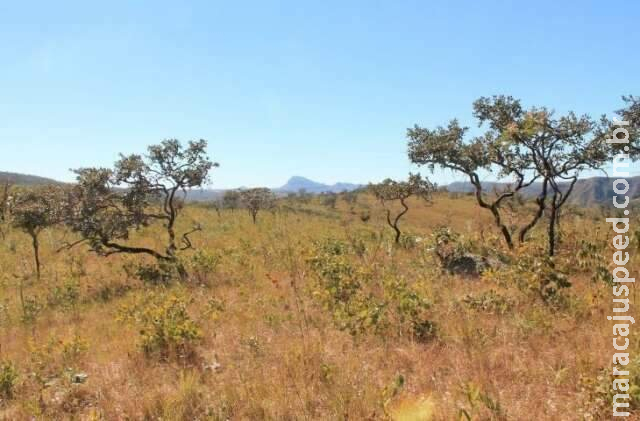 Em 37 anos, Cerrado registra maior índice de perda de florestas naturais