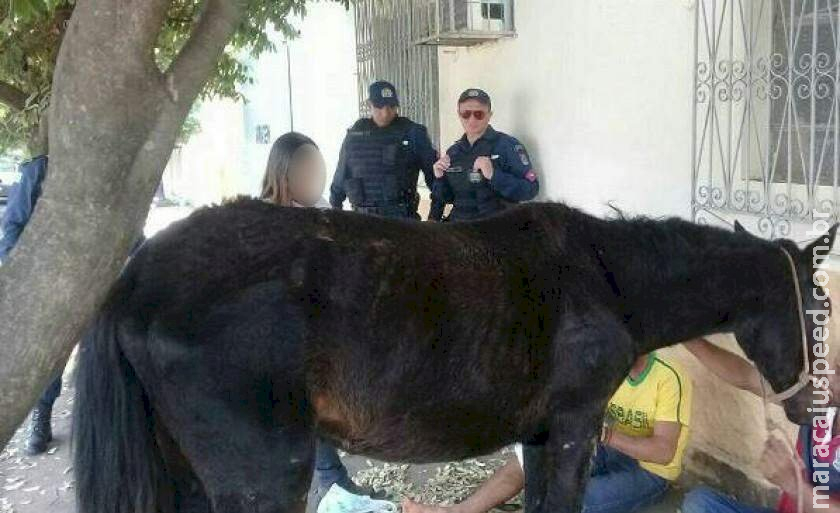 Governo de MS sanciona lei que obriga veterinários a informarem sobre maus-tratos