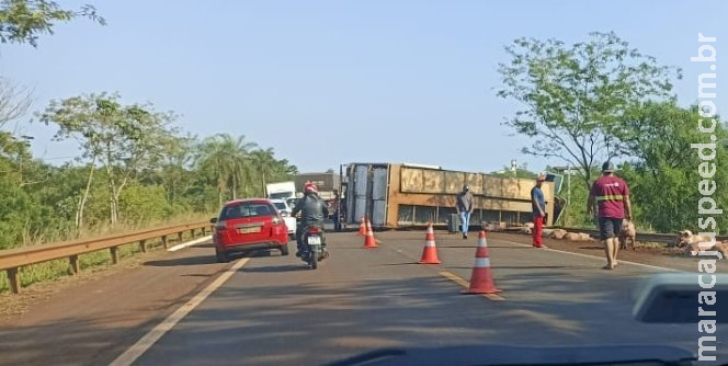 Motorista sai ileso após tombar caminhão com porcos na BR-376 entre Fátima do Sul e Dourados Motorista sai ileso após tombar caminhão com porcos na BR-376 entre Fátima do Sul e Dourados