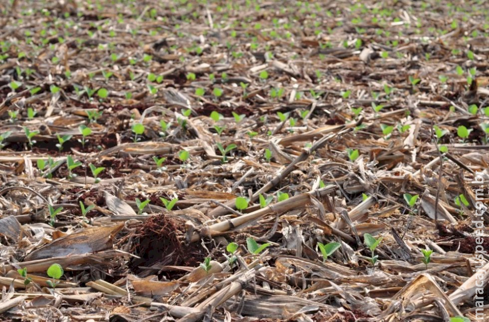 Plantio da soja avança e chega a quase 1 milhão de hectares em MS Plantio da soja avança e chega a quase 1 milhão de hectares em MS
