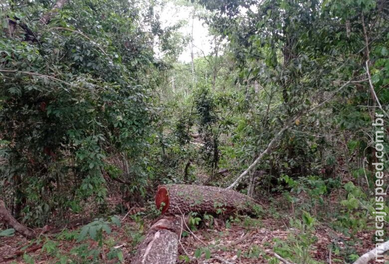Produtor é multado em R$ 36 mil por derrubar mais de 100 ávores para fazer postes e cercas