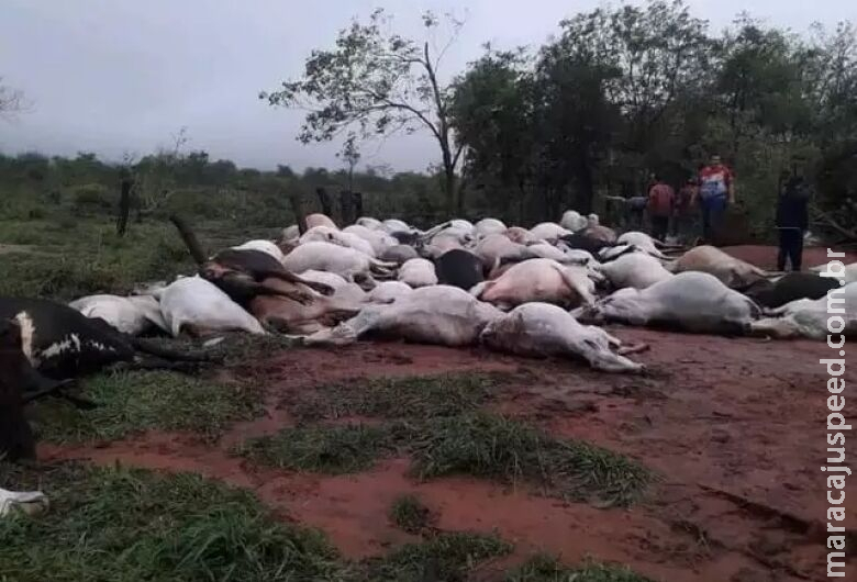 Raio mata 80 bois e dois cavalos em fazenda na região de fronteira