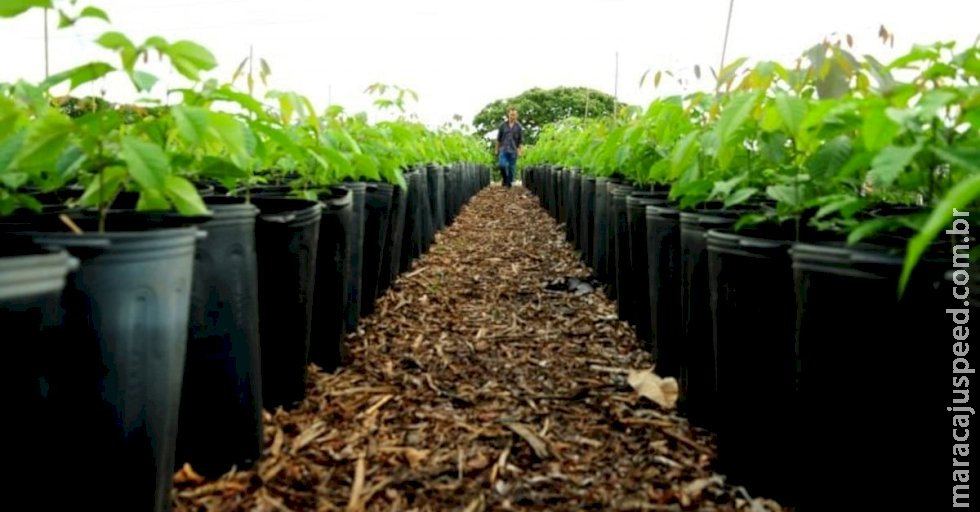 Senado exclui agronegócio e aprova projeto que regulamente mercado de carbono