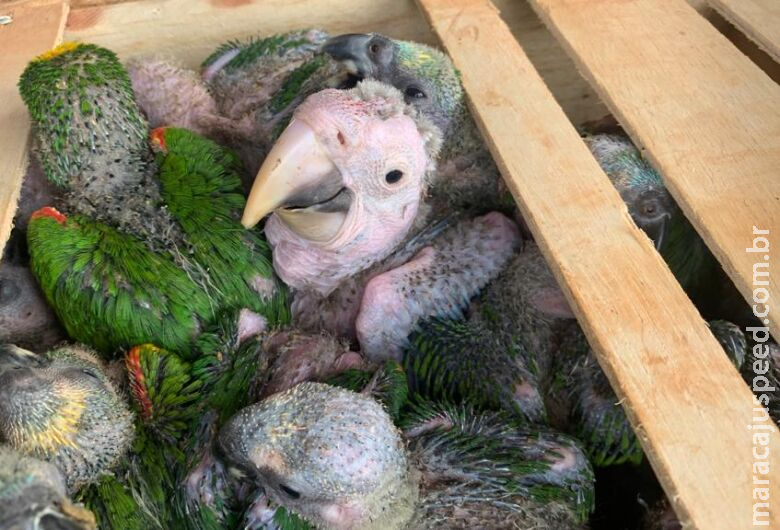 Traficantes de aves são flagrados com mais de 200 filhotes e autuados em mais de R$ 1 milhão